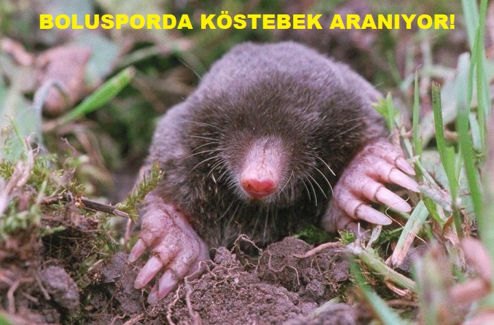 Köstebek Aranıyor